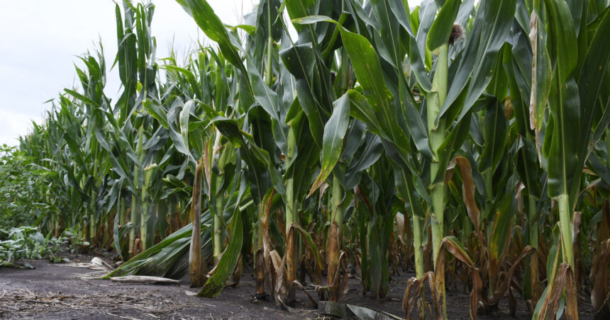 el-nino-cambio-la-cara-de-la-campana-agricola:-en-que-zona-todavia-falta-agua