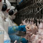 Gripe aviar: Japón levantó las restricciones para recibir carne fresca, ovoproductos y subproductos aviares desde Argentina