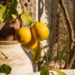 Las ventajas de tener un limonero en el hogar y cómo cuidarlo