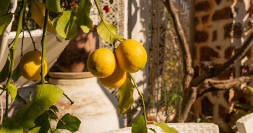 Las ventajas de tener un limonero en el hogar y cómo cuidarlo