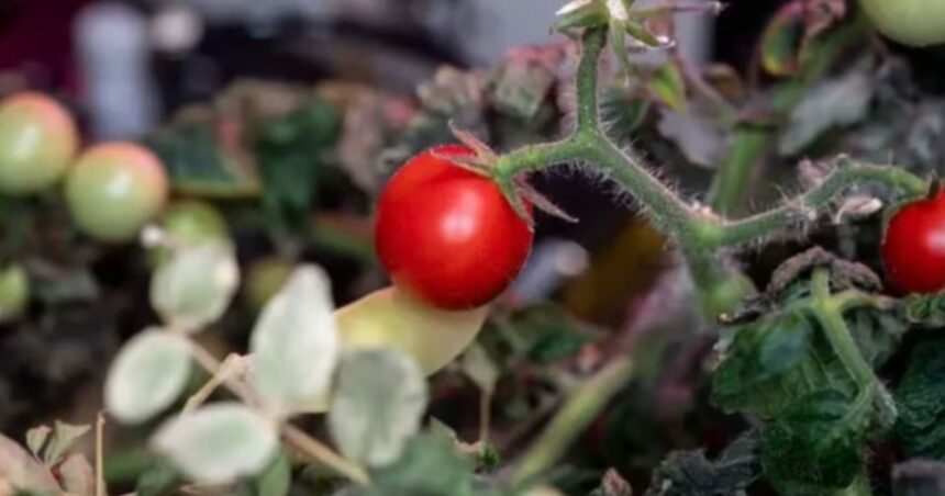 La NASA halló en el espacio un tomate cosechado fuera de la Tierra y puso fin a un misterio de 8 meses