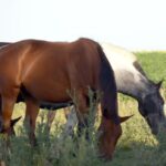 Aprobaron 80.000 dosis de la vacuna contra la encefalomielitis equina