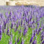 Navidad en el campo, cosecha de lavanda, fútbol y varias escapadas para el finde