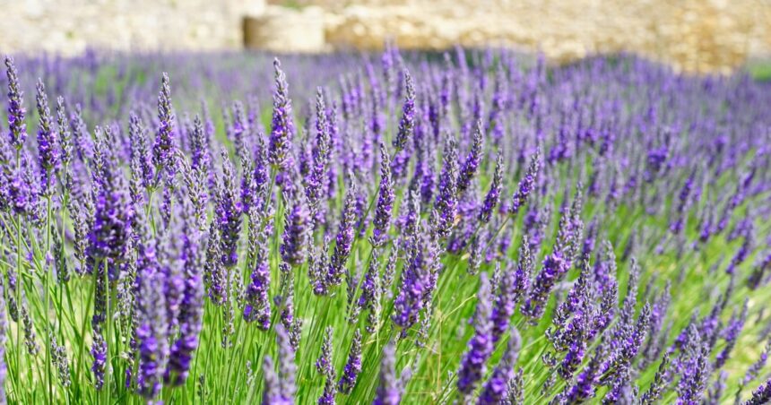 Navidad en el campo, cosecha de lavanda, fútbol y varias escapadas para el finde