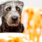 ¿Qué es mejor para los perros arroz o pasta?