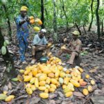 El “chocolate ilegal” se convirtió en una amenaza para muchas especies en peligro de extinción de África