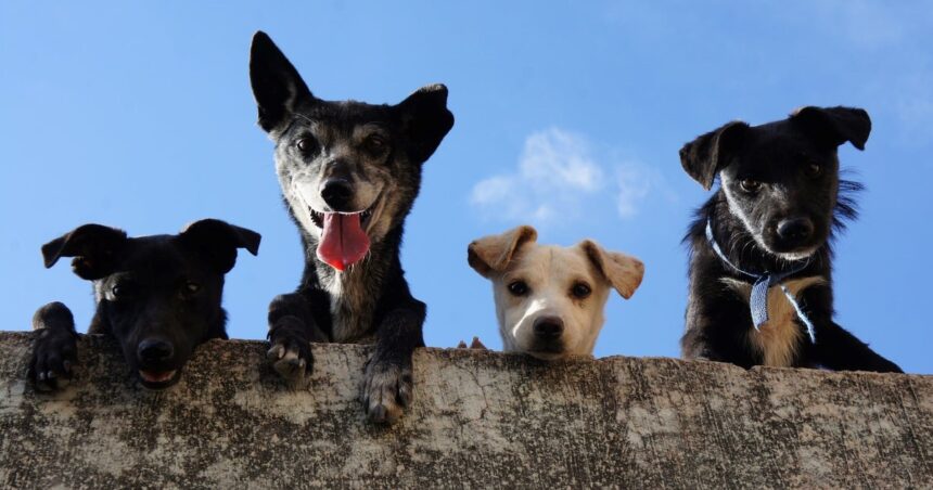 Qué pasa si un perro come lentejas