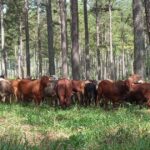 La FAO pide aumentar la producción de carnes en el mundo