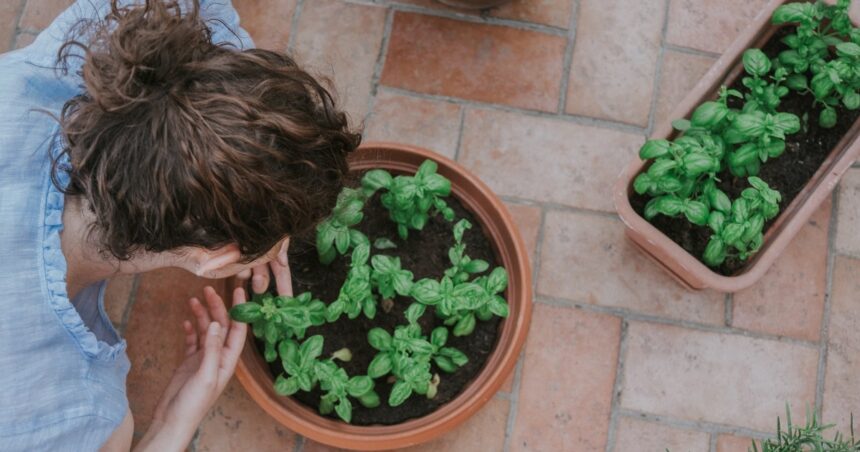 Cómo cultivar albahaca en casa: consejos para que crezcan sanas y en poco tiempo