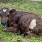 Vendían un ternero para ser comido en Navidad y el animal terminó en un lugar impensado