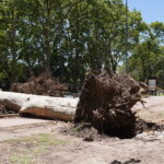 Aún hay ramas y árboles tirados por el temporal: qué pasa con los tiempos del operativo