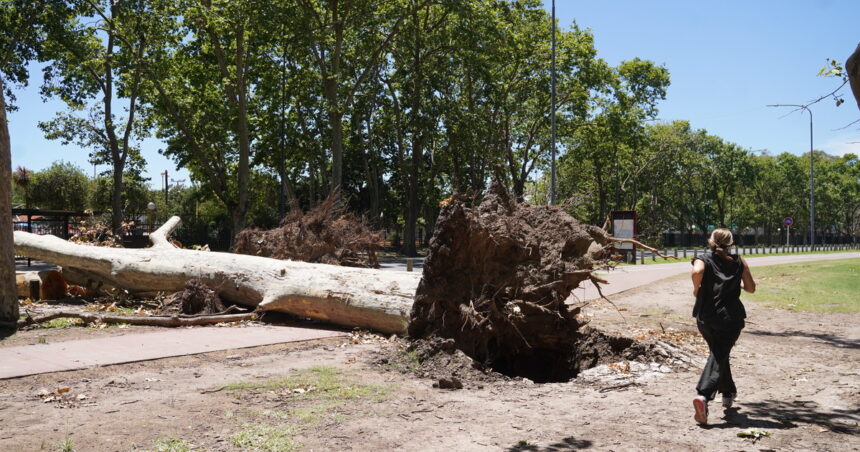 Aún hay ramas y árboles tirados por el temporal: qué pasa con los tiempos del operativo