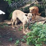 A 10 días del temporal, un refugio con más de 200 mascotas sigue destruido y necesita ayuda