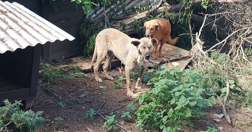 A 10 días del temporal, un refugio con más de 200 mascotas sigue destruido y necesita ayuda