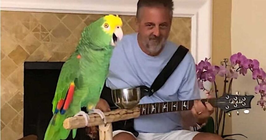 Tico, el loro rockero que arrasa en las redes cantando