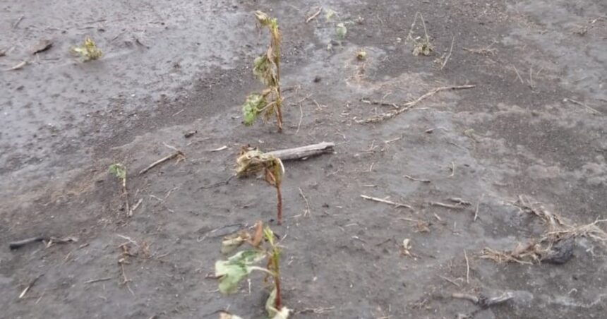 Aplicó de forma accidental flumioxazin en un lote de algodón y ahora presenta síntomas de secado en las hojas. ¿Se puede recuperar el cultivo?