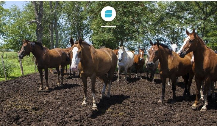 Encefalomielitis Equinas: Se confirmaron tres brotes en la provincia de La Rioja