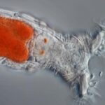 Un animal microscópico volvió a la vida tras pasar 24.000 años bajo el hielo en Siberia