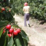 Semáforo rojo en el campo: hay doce cultivos de economías regionales en crisis