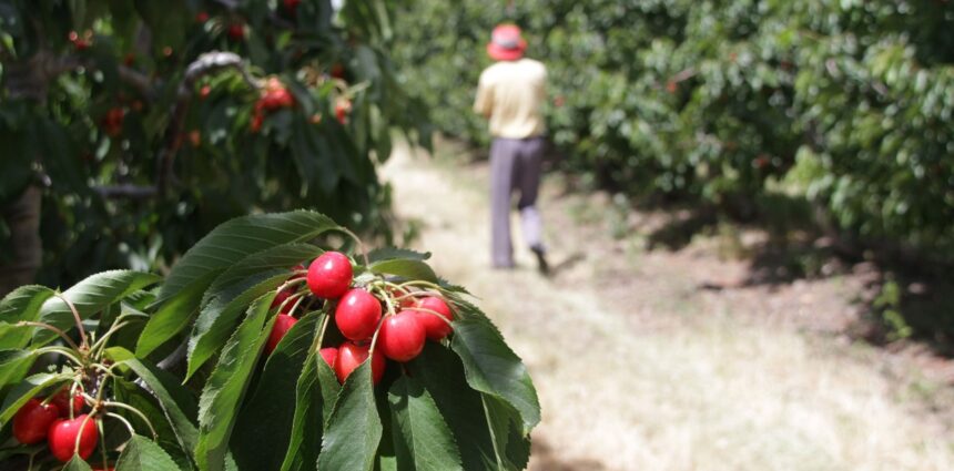 Semáforo rojo en el campo: hay doce cultivos de economías regionales en crisis