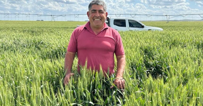 Logró un rinde histórico fertilizando con purín de cerdo, pero el granizo le arruinó la cosecha