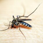 Dengue: confirman los primeros casos autóctonos de la temporada en la Ciudad de Buenos Aires