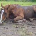 El Ministerio de Salud lanzó una alerta por casos de Encefalomielitis Equina La Rioja