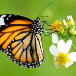 Mariposas: cuál es su significado espiritual