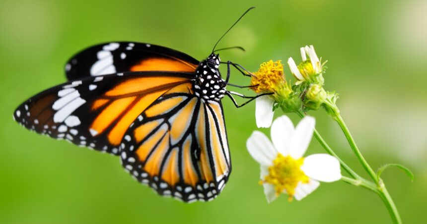 Mariposas: cuál es su significado espiritual