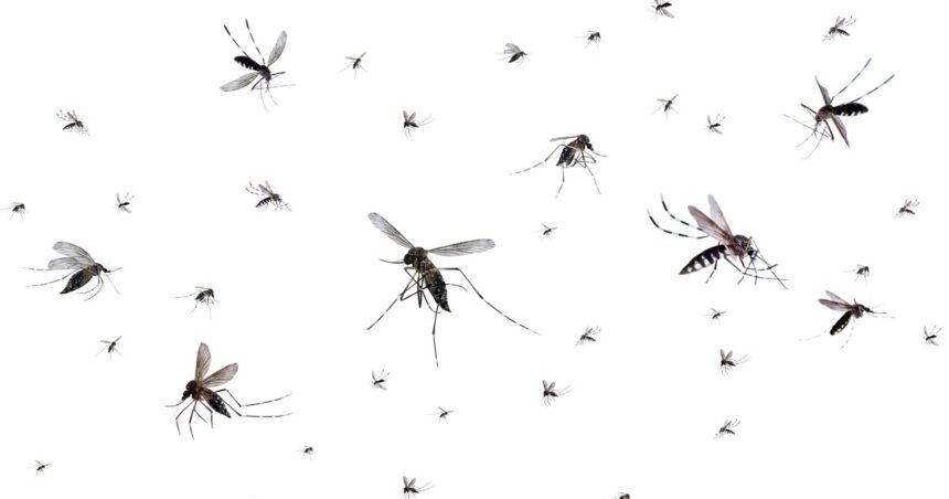 10 plantas que puedes tener en tu hogar para repeler a los mosquitos