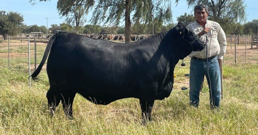 Triple campeón mundial: el fundador de la cabaña argentina de genética bovina que bate récords con sus reproductores