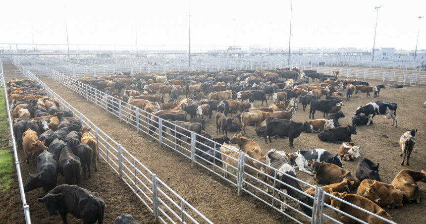 Pocos compradores y mucha oferta: nuevas bajas de los valores de la hacienda en el Mercado Agroganadero de Cañuelas