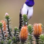 Un colibrí maravilla a la ciencia con su canto único de contra tenor