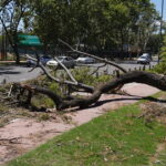 Arboles de la Ciudad: a un mes del temporal, hacen un cambio clave para tratar de evitar otro desastre