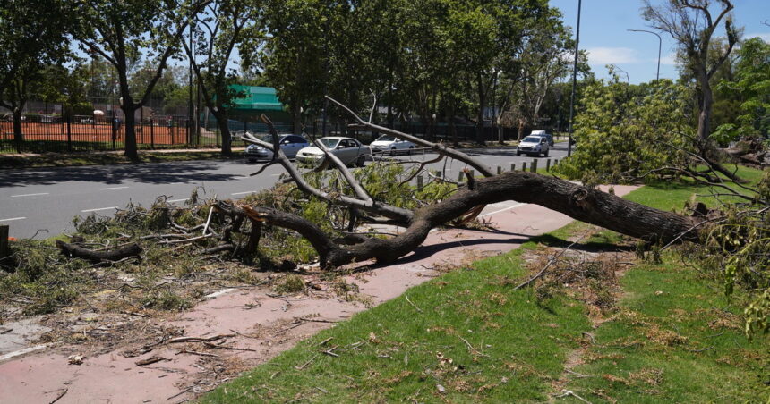 Arboles de la Ciudad: a un mes del temporal, hacen un cambio clave para tratar de evitar otro desastre