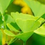 Para qué sirve el Ginkgo biloba y cuánto tarda en hacer efecto