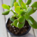 Las claves para saber si un árbol de jade es macho o hembra