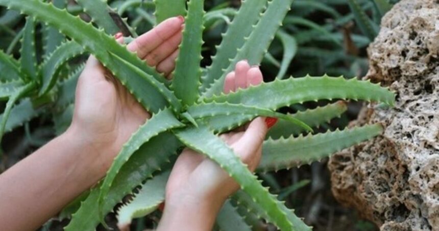 Cómo hacer para que el aloe vera florezca en el jardín de tu hogar