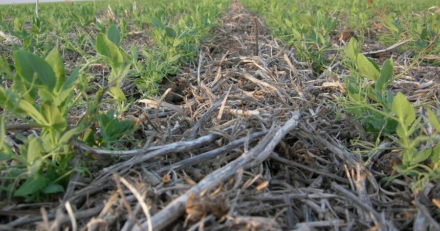 Cómo controlar malezas en lotes de arveja en estado de emergencia