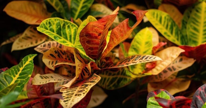 5 plantas con hojas de colores ideales para decorar el jardín o terraza