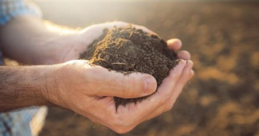 Cómo hacer abono casero para revivir las plantas marchitas