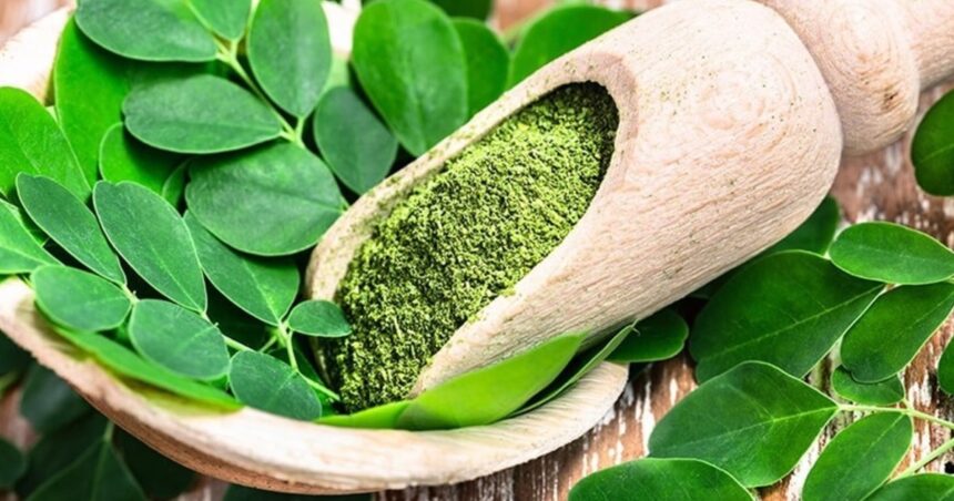 Cuántas veces al día tomar semillas de moringa: para qué sirve y contraindicaciones