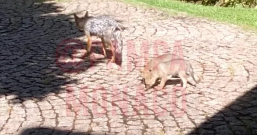 Preocupación por los ataques de zorros: una jauría mató a dos perritos en un country