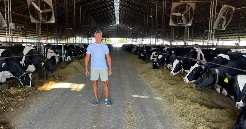 En 150 hectáreas, ordeñan 320 vacas en un tambo techado, tienen 400 cerdas madres y hacen engorde porcino