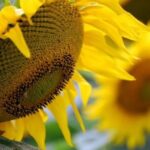 Las toneladas exportadas del complejo girasol alcanzaron el mayor valor de la década