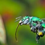 Una abeja única en el mundo: es mitad hembra y mitad macho