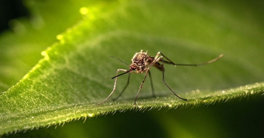 Qué plantas sirven como repelentes para los mosquitos en verano