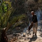 Incendios en Chile: tragedia, resiliencia y un milagro en el Jardín Botánico de Viña del Mar