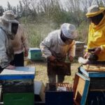 Las abejas también sufren el calor: recomendaciones para cuidar las colmenas