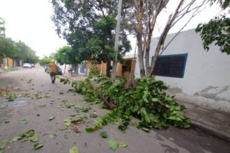 Un árbol de gran tamaño cayó por calle España